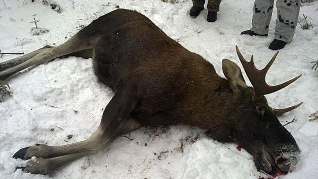 Охота на лосей – экологи требуют запретить законный промысел, и ужесточить наказание за незаконный - фото 1