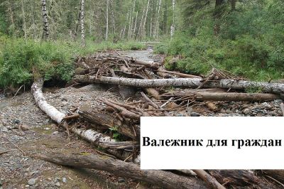 Департаментом лесного хозяйства Ярославской области разработан порядок сбора валежника - фото 1