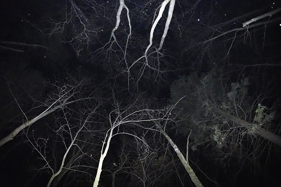 Звуки ночного леса - фото 4
