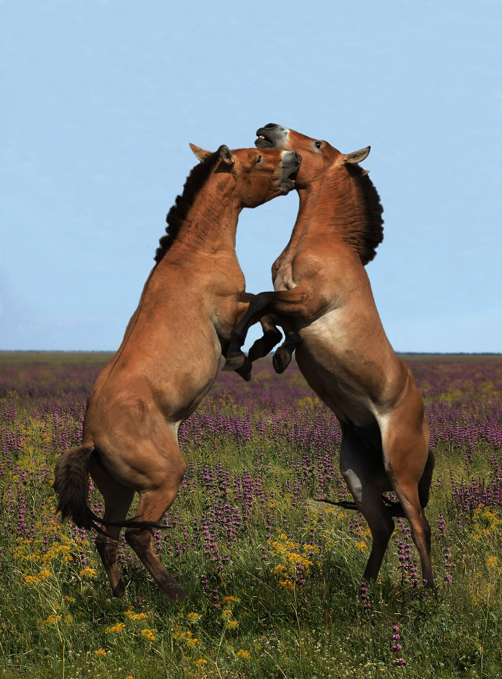 Лошадь Пржевальского — последние дикие лошади на планете - фото 5