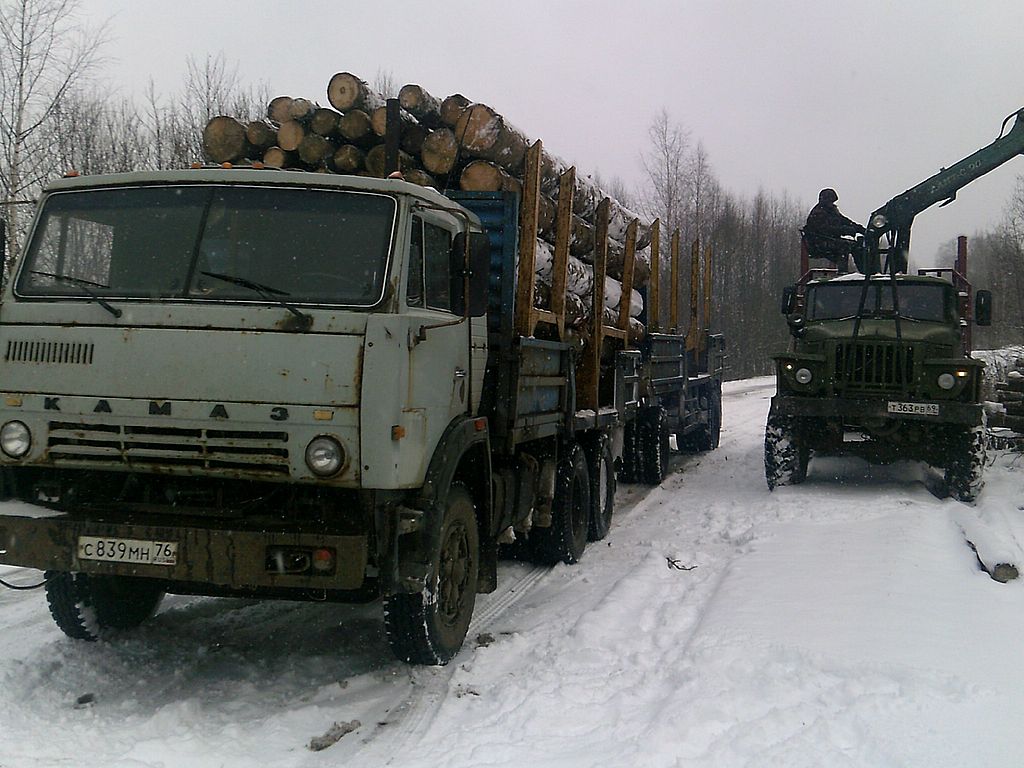 На территории Любимского лесничества Ярославской области прошел рейд по контролю за транспортировкой древесины - фото 1